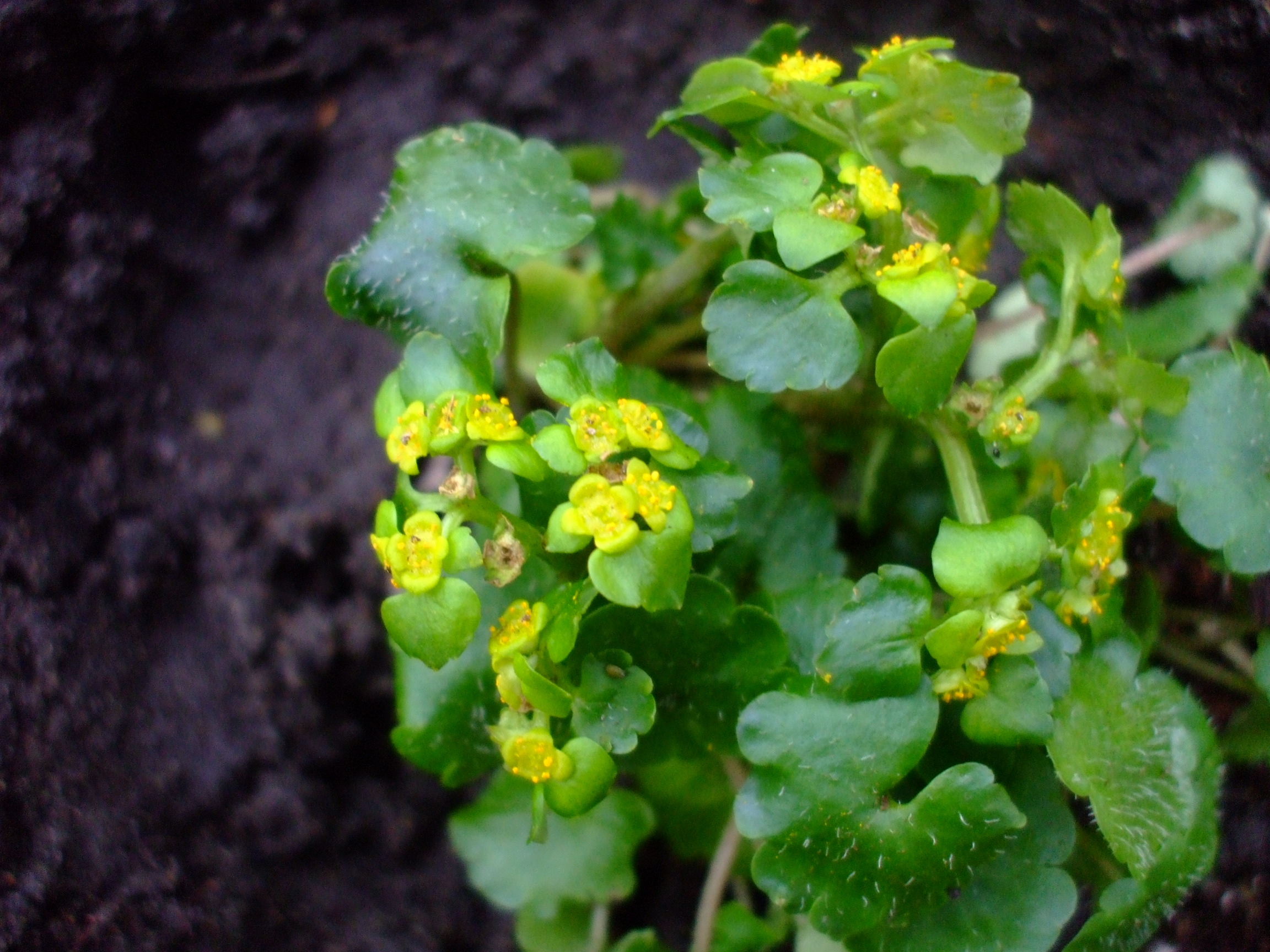 Chrysosplenium alternifolium